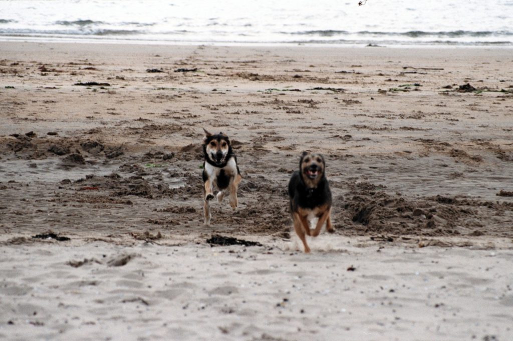 Two dogs run across a sandy beach.