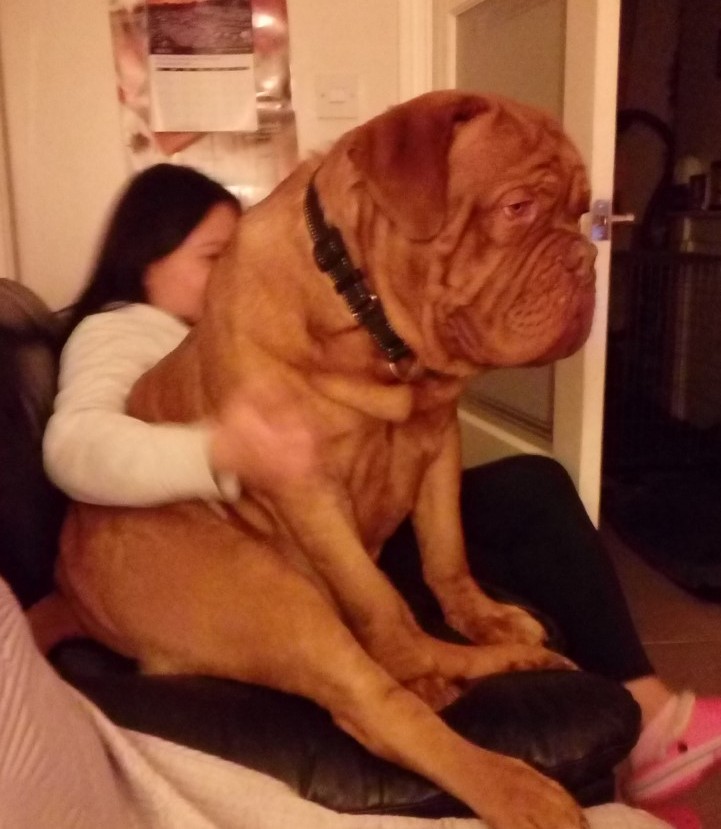 A large dog sits with an adult on a sofa.