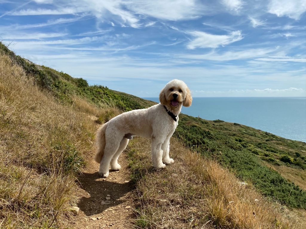 A dog up a hill with sea beyond.