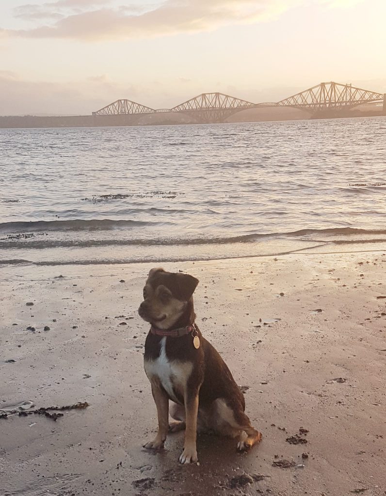 A dog sits by the shore, with The Forth Rail Bridge beyond.