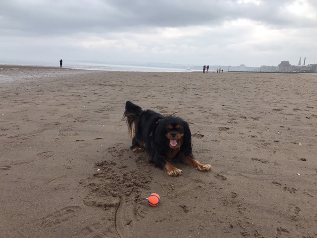 A dog on a beach with it's ball.